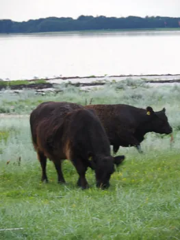 Halshuisene + Enebaerodde Beach (Denemarken)